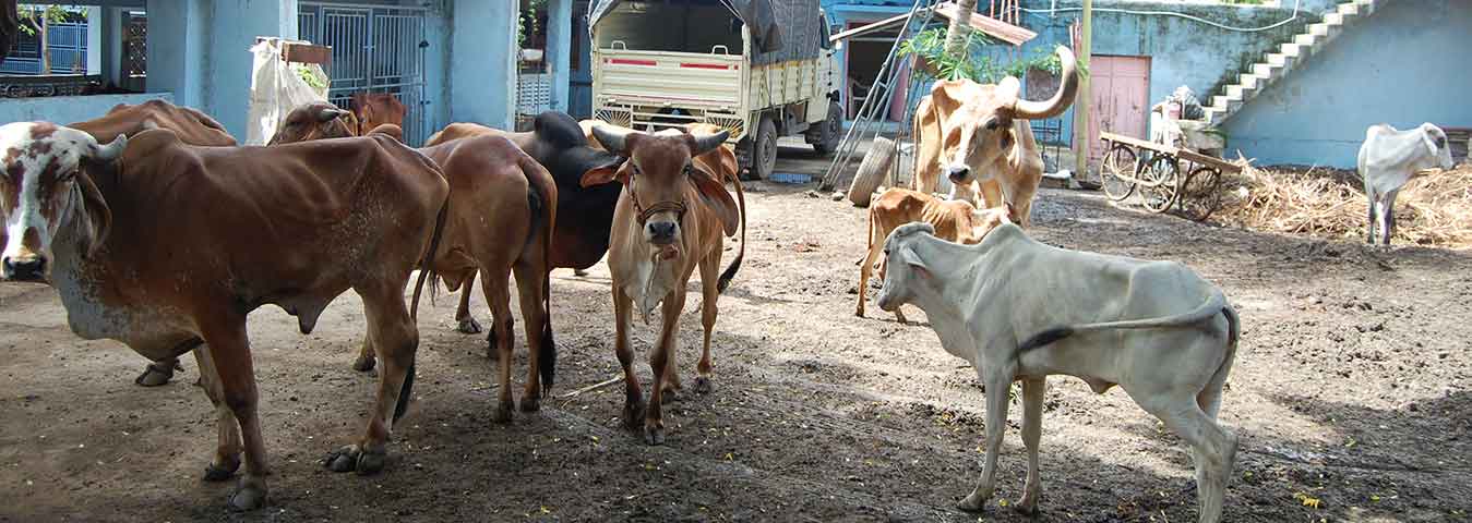 Shrre Gau Seva Samiti - Kutiyana