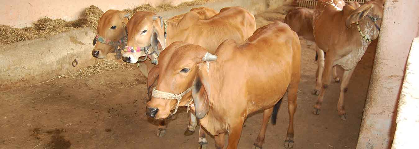 Shrre Gau Seva Samiti - Kutiyana