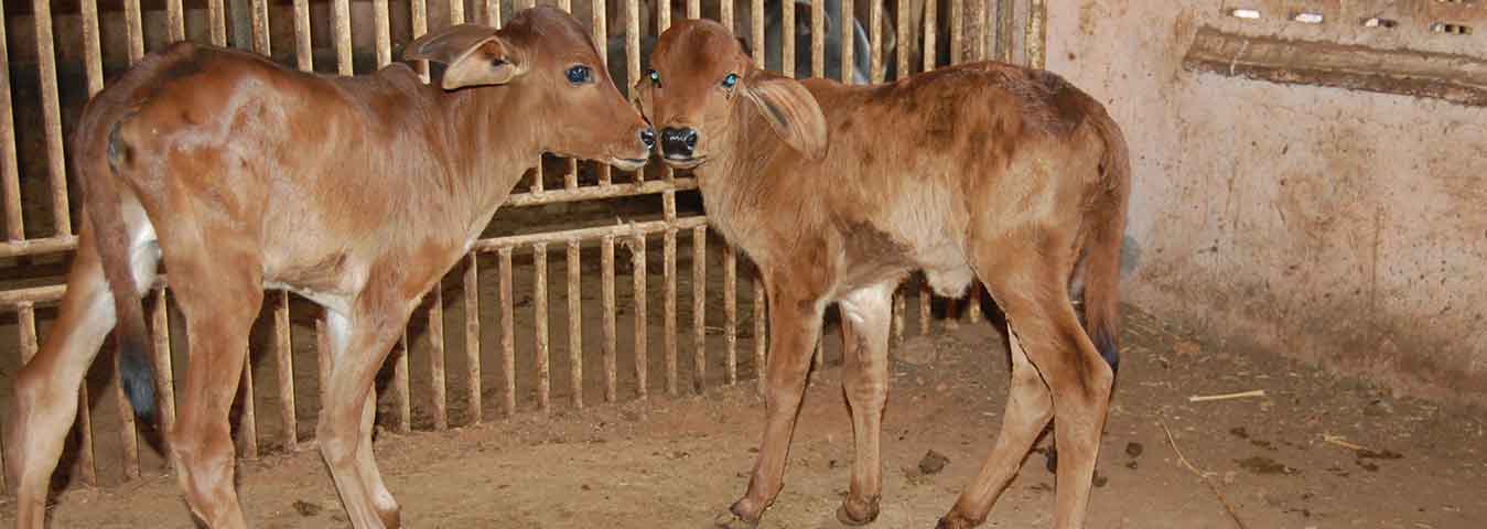 Shrre Gau Seva Samiti - Kutiyana