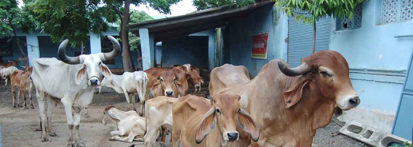 Shrre Gau Seva Samiti - Kutiyana